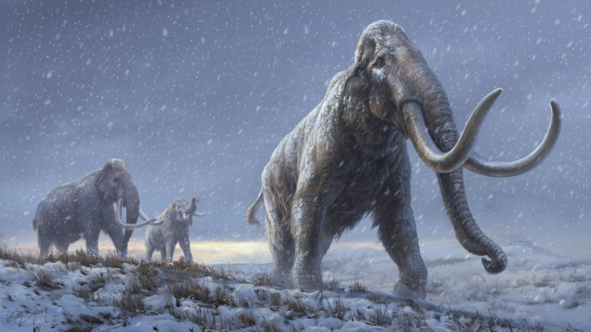 La vie tumultueuse d'un mammouth laineux de 17.000 ans racontée par ses